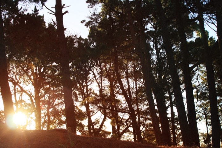 Bosque de pinos al amanecer junto a La Cascada, Valeria del Mar